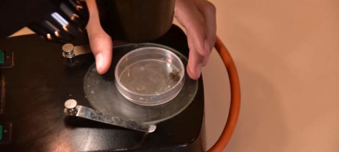 Sortie Ecoteam forêt de Soignes – Octobre 2023 Sortie Ecoteam forêt de Soignes – Octobre 2023