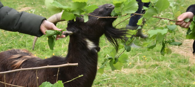 Les 1P à la ferme « Nos Pilifs » – 26 avril 2024 Les 1P à la ferme « Nos Pilifs » – 26 avril 2024